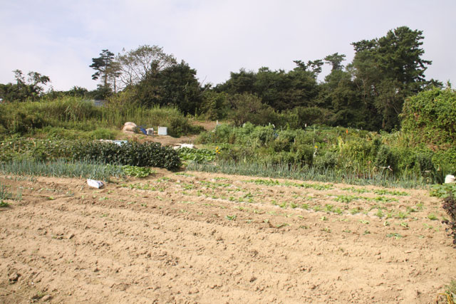 Photograph of hill in Hanabuchihama