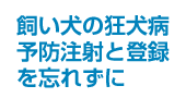 飼い犬の狂犬病予防注射と登録を忘れずに