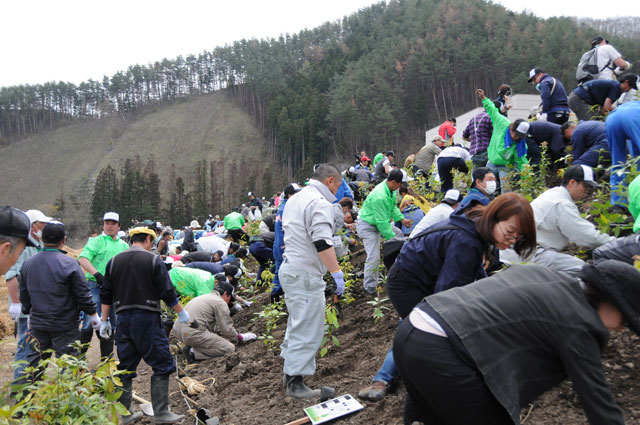 Volunteer / Tree-planting