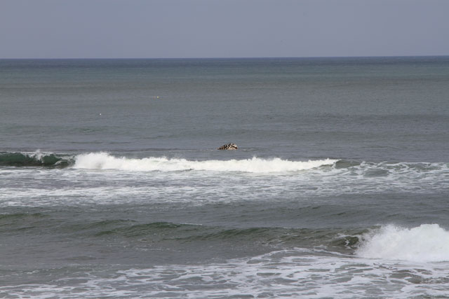 被災 海浜公園