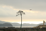 岩手県 陸前高田市 一本松