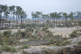 宮城県 山元町 海岸 